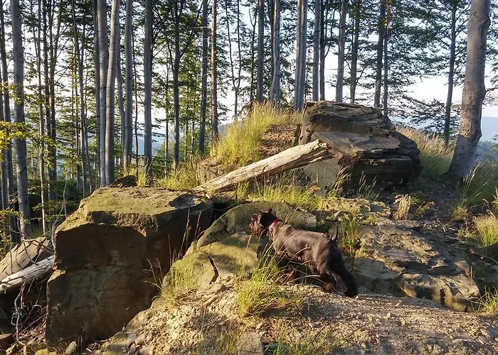 Bed & Breakfast Pod Klimczokiem I 3*